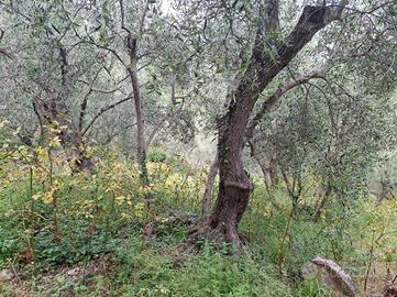 TER. AGRICOLO A DIANO SAN PIETRO