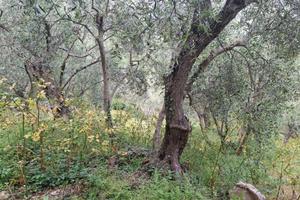 TER. AGRICOLO A DIANO SAN PIETRO