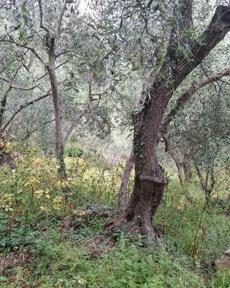 TER. AGRICOLO A DIANO SAN PIETRO