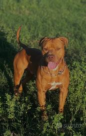 Cane pitbull per monta
