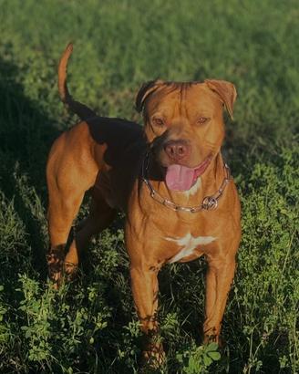 Cane pitbull per monta