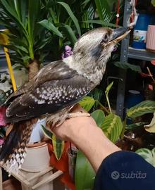 Uccelli Kokaburra