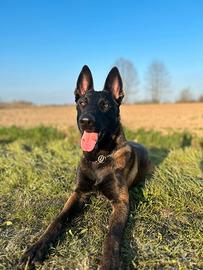 Pastore belga malinois