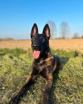 Pastore belga malinois