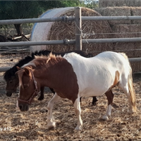 Pony Shetland e falabella
