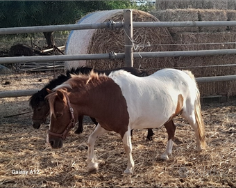 Pony Shetland e falabella