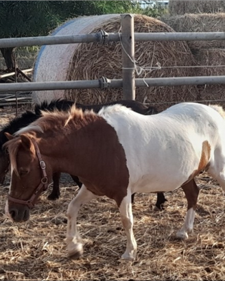 Pony Shetland e falabella
