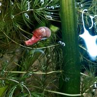 Lumache planorbelle red e miste per acquario
