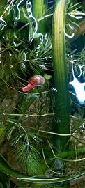 Lumache planorbelle red e miste per acquario