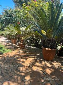 Cycas di varie dimensioni