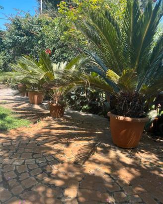 Cycas di varie dimensioni