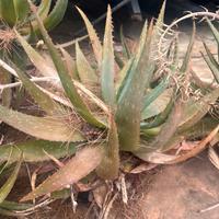 Aloe vere piu di 4 anni