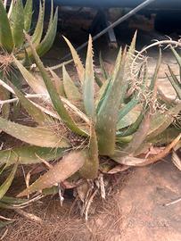 Aloe vere piu di 4 anni