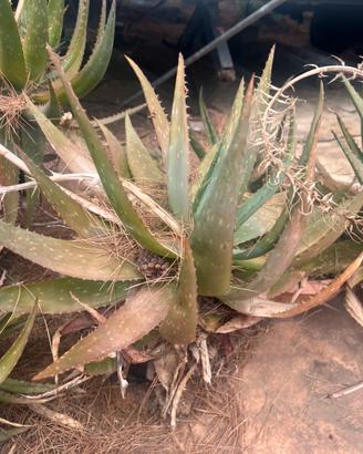 Aloe vere piu di 4 anni