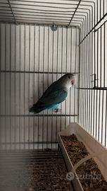 Inseparabile NT anellato e sessato