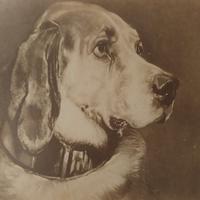 Foto albumina fine 1800 di stampa di testa mastino