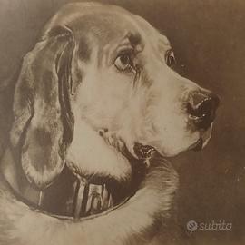 Foto albumina fine 1800 di stampa di testa mastino