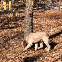 Lagotto x monta