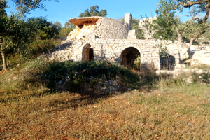 Terreno agricolo torretta ostunese uliveto