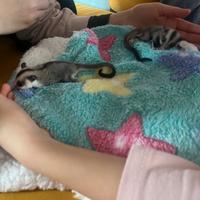 Vendita petauri dello zucchero