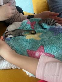 Vendita petauri dello zucchero