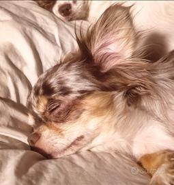 Femmina adulta chihuahua merle