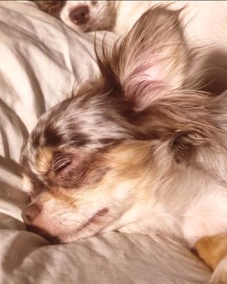 Femmina adulta chihuahua merle