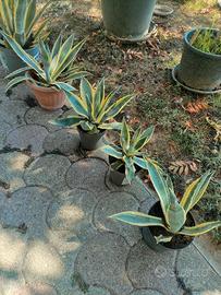 piante 