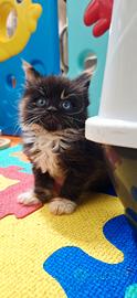 Cucciola Maine Coon con Pedigree