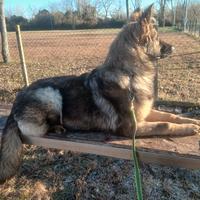 Pensione per Cani