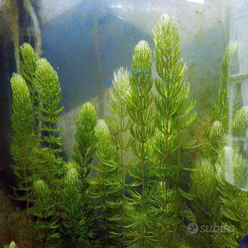 100 Semi Di Ceratophyllum Demersum Per Acquario - Piante Acquatiche Decorative, Facile Coltivazione, Alta Germinazione, Perfetti Per Vasche E Giardini Acquatici - Foto 12