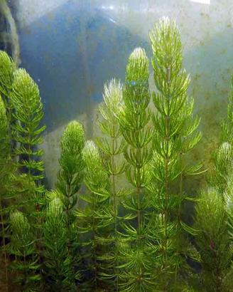 Ceratophyllum Demersus