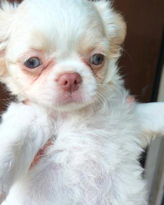 Chihuahua