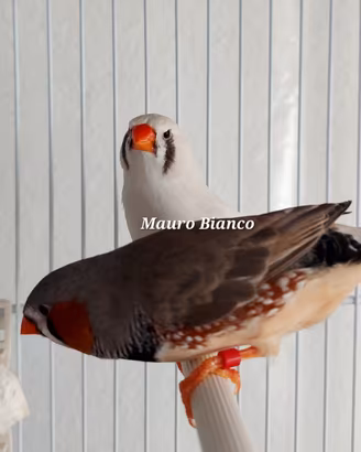 Diamanti mandarini