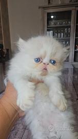 Gatto persiano bicolor