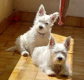 West highland White terrier con pedigree enci