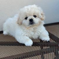 Cucciolo pechinese