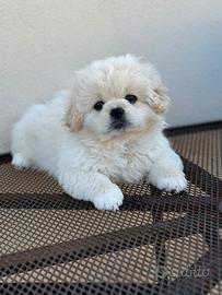 Cucciolo pechinese