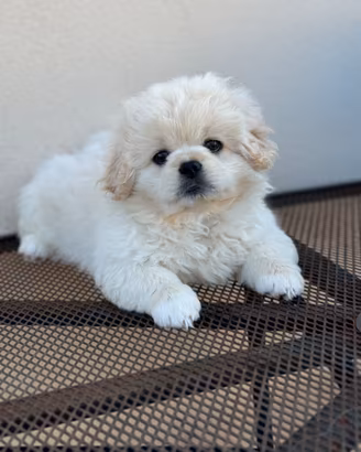 Cucciolo pechinese
