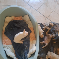 Cuccioli di buldog francese