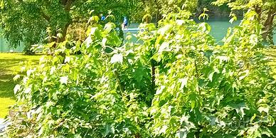 Casa singola NO AGENZIE NO INTERMEDIAZIONE