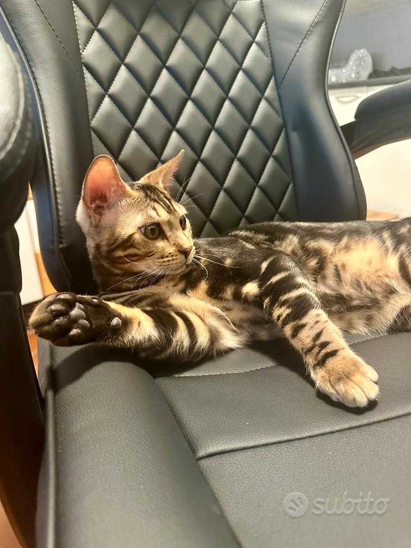 Gatto Bengala maschio