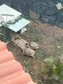 Coppia sulcata africana