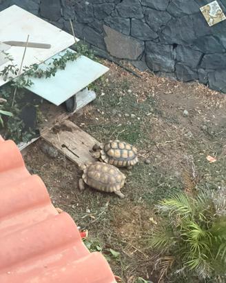 Coppia sulcata africana