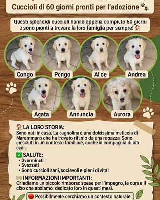 Cucciolo meticcio di maremmano