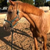 Cavalla appaloosa x argentino
