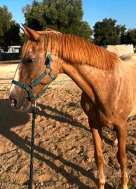 Cavalla appaloosa x argentino
