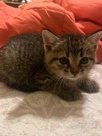 Cuccioli di gatto