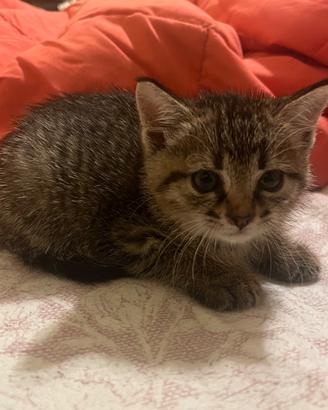 Cuccioli di gatto