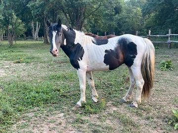 Stallone Draft Horse